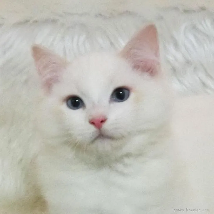 ID：2301-01985の子猫