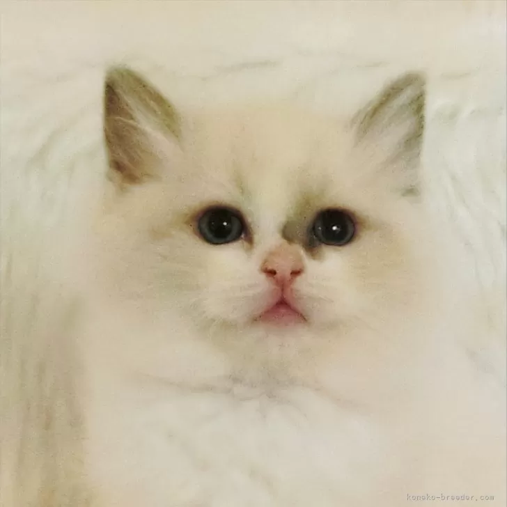 ID：2403-01699の子猫