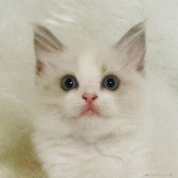 ID：2208-00131の子猫