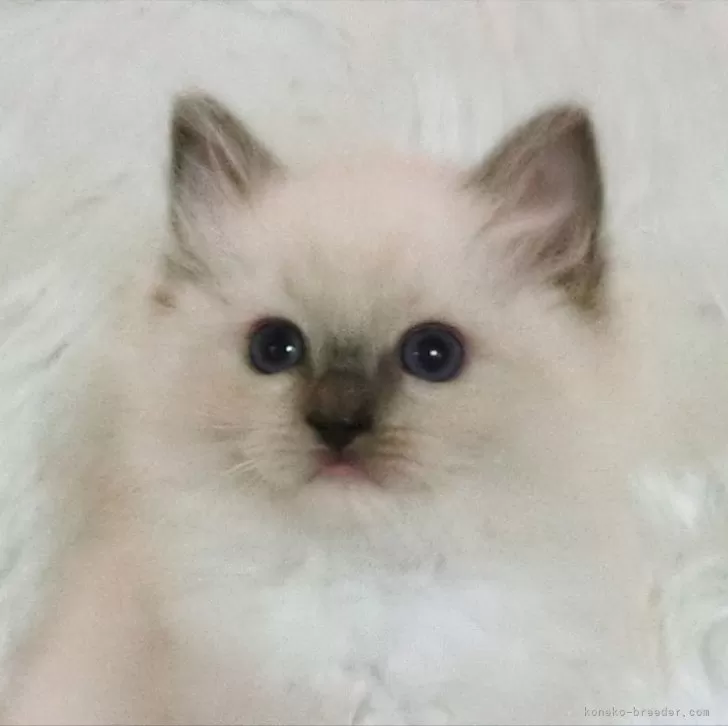 ID:2403-00689の子猫