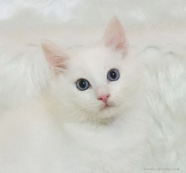 ID：2010-00722の子猫