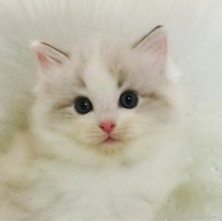 ID:2305-02030の子猫