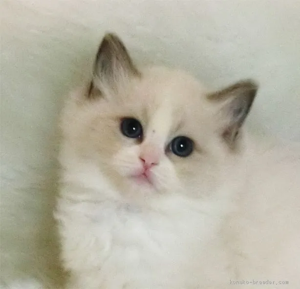 ID：2011-01992の子猫