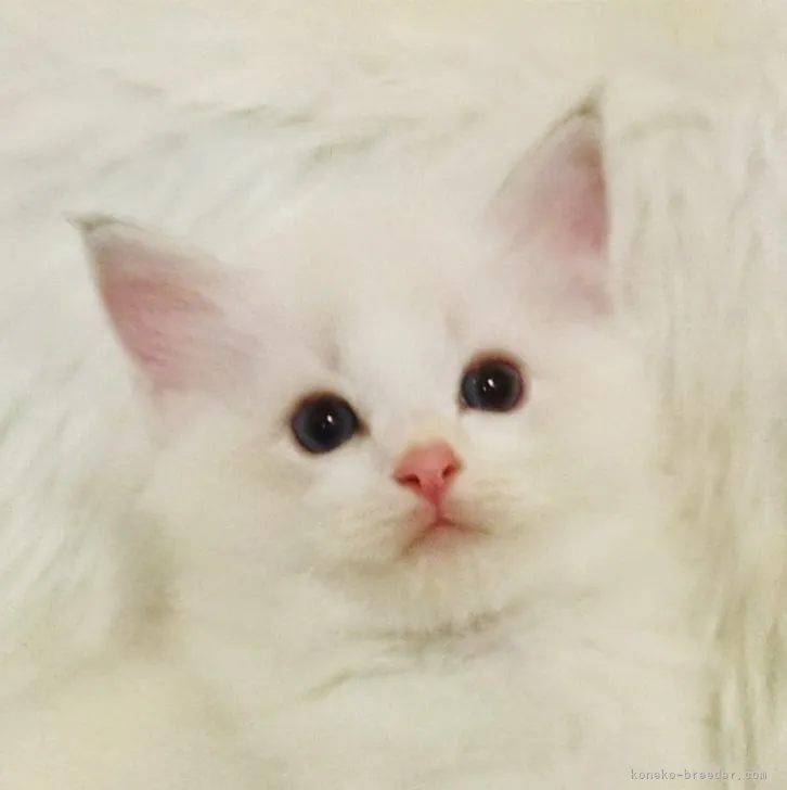 ID：2307-01713の子猫