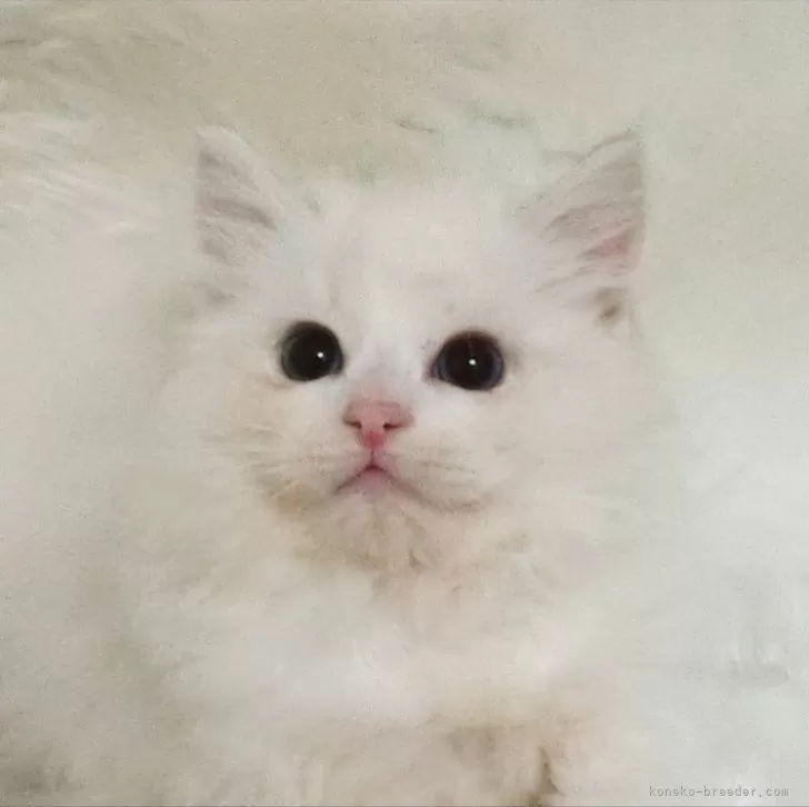 ID:2410-00904の子猫