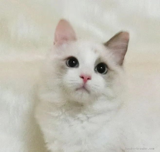 ID：1911-01836の子猫