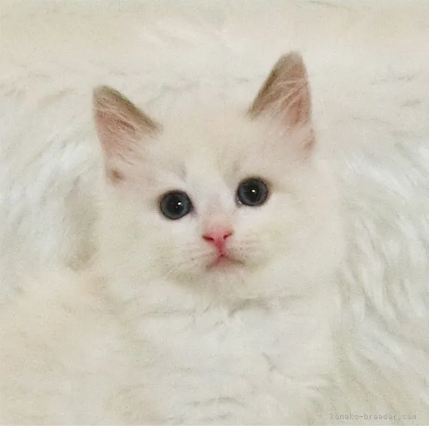 ID：2109-01597の子猫