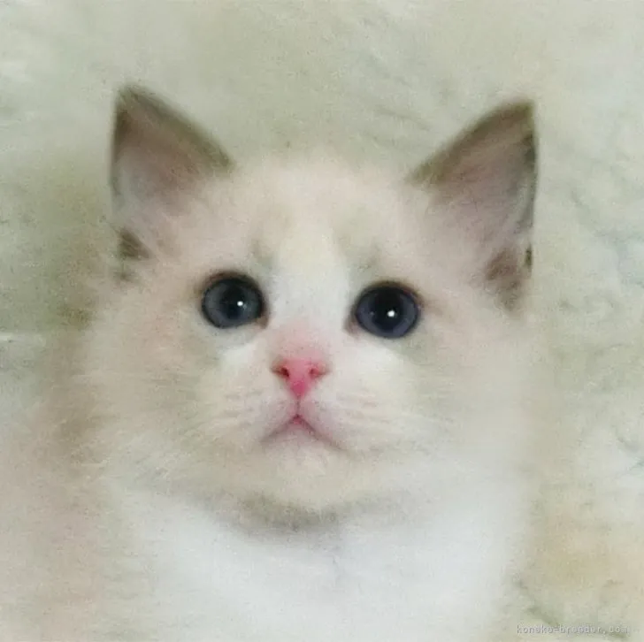 ID：2311-01815の子猫