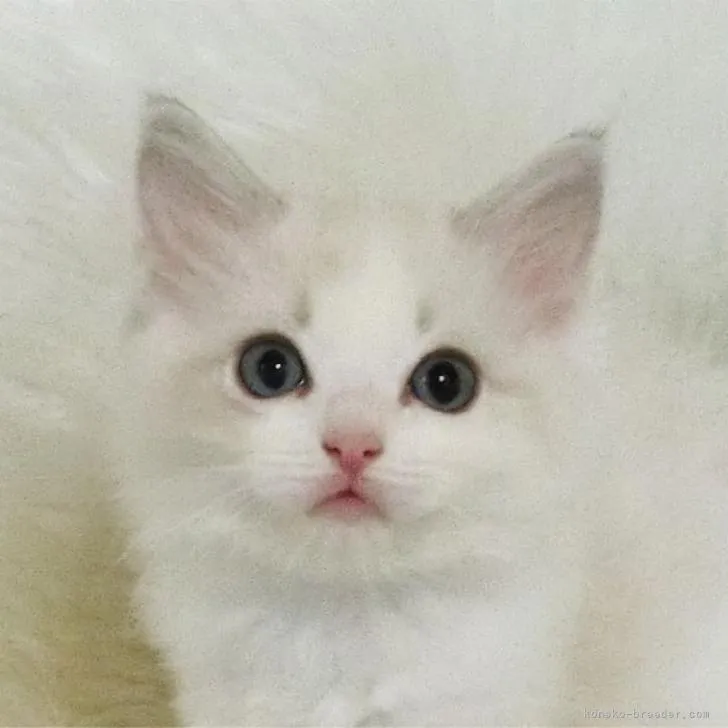 ID:2208-00129の子猫