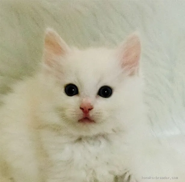 ID:2103-00498の子猫