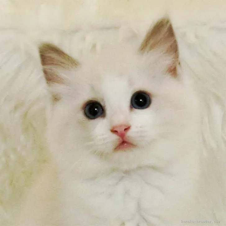 ID：2306-00180の子猫