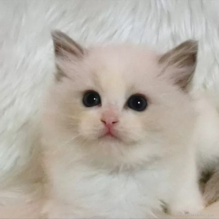 ID:2403-00687の子猫