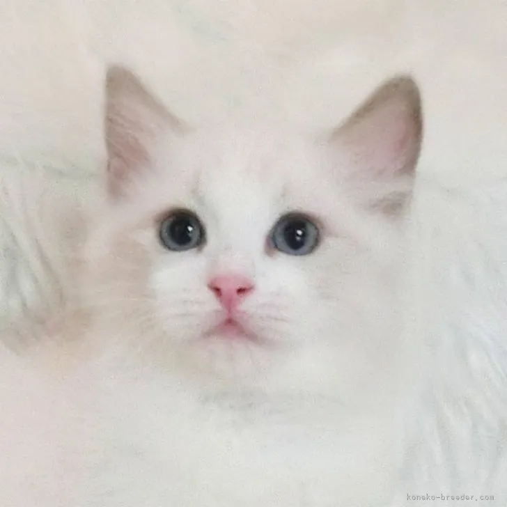 ryo53 様のお迎えした子猫