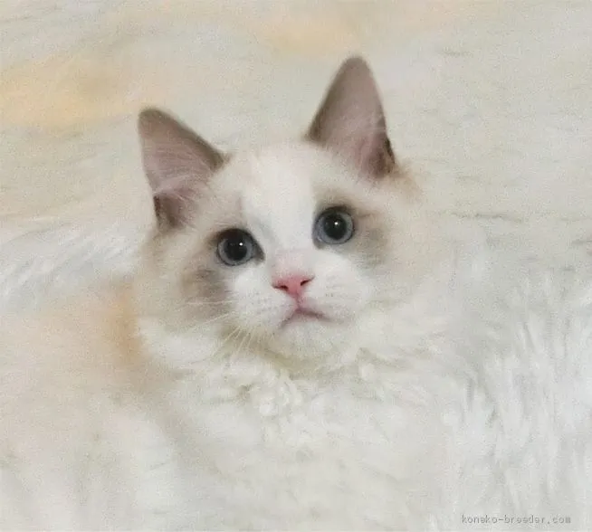 ID:2101-01231の子猫
