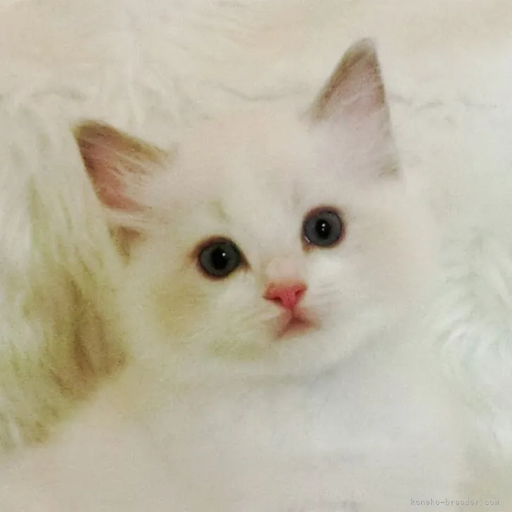 ID:2307-02217の子猫