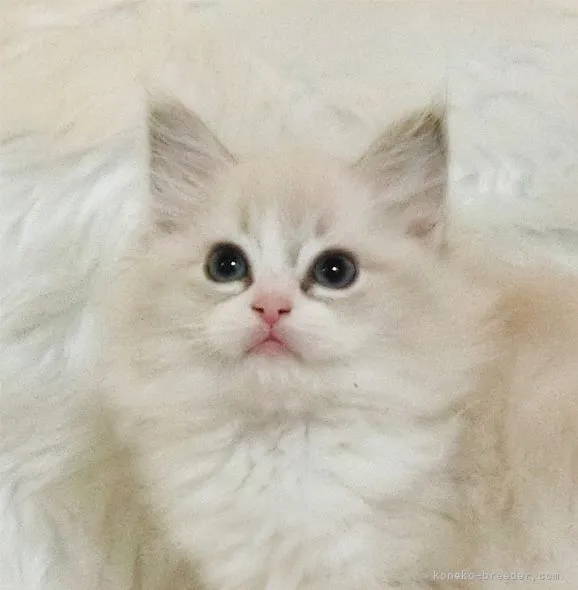 ID:2203-00829の子猫