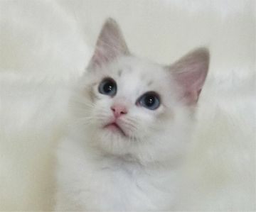 ラグドール【茨城県・男の子・2019年9月2日・ブルーリンクスポイントバイカラー】の写真「大きなお目々のハンサム君です」
