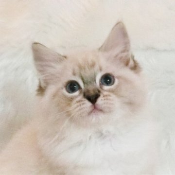 ラグドール【茨城県・男の子・2023年8月10日・シールリンクスポイントミテッド】の写真「華やかなシールリンクス！」