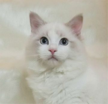 ラグドール【茨城県・女の子・2019年7月29日・ブルートービーポイントバイカラー】の写真「パッチリ目が大きい女の子」