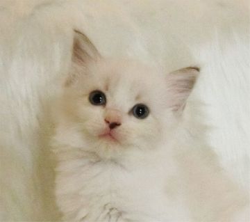 ラグドール【茨城県・女の子・2020年5月27日・ブルーリンクスポイントバイカラー】の写真「お鼻の模様がチャーミング」