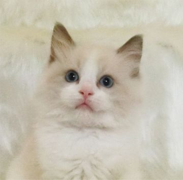 ラグドール【茨城県・女の子・2020年5月8日・ブルーポイントバイカラー】の写真「しっかりとした身体つきの女の子」