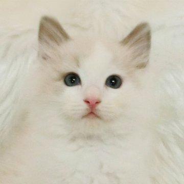 ラグドール【茨城県・男の子・2023年5月7日・ブルーポイントバイカラー】の写真「フレンドリーな男の子」