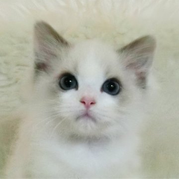 ラグドール【茨城県・女の子・2023年8月8日・ブルーポイントバイカラー】の写真「お目々が大きな女の子」