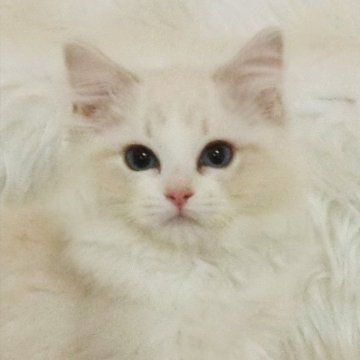 ラグドール【茨城県・女の子・2024年1月3日・ブルーリンクスポイントバイカラー】の写真「ふわふわちゃん」