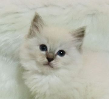 ラグドール【茨城県・女の子・2020年3月12日・ブルーリンクスポイントミテッド】の写真「白いミトンがキュートな女の子」