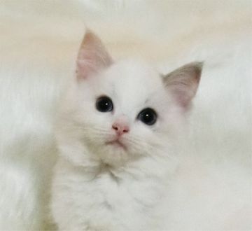 ラグドール【茨城県・女の子・2019年10月5日・ブルートービーポイントバイカラー】の写真「ちょっと生意気そうな目元と口元が可愛い」
