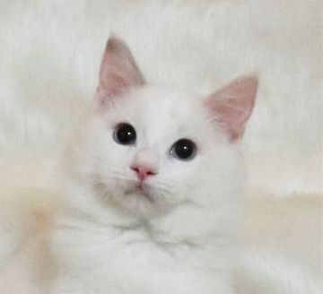 ラグドール【茨城県・女の子・2019年7月29日・ブルートービーポイントバイカラー】の写真「クリーム色の分量が多い華やかな女の子」