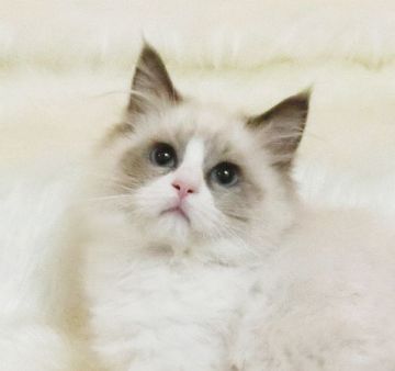 ラグドール【茨城県・女の子・2019年9月23日・ブルーポイントバイカラー】の写真「丸顔のチャーミングな女の子」