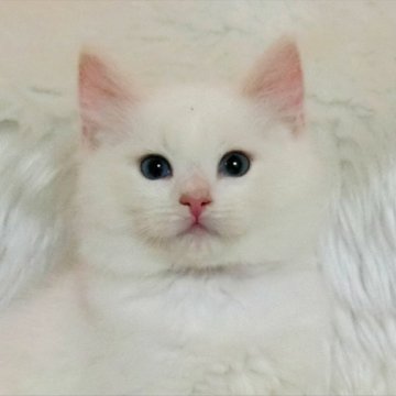ラグドール【茨城県・男の子・2024年1月2日・クリームポイントバイカラー】の写真「もこもこの男の子」