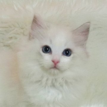 ラグドール【茨城県・女の子・2023年9月1日・ブルートービーポイントバイカラー】の写真「華やかなトーティ！」