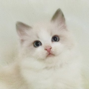 ラグドール【茨城県・女の子・2024年9月25日・ブルーポイントバイカラー】の写真「遺伝子検査クリア、ふっくら丸顔の女の子」