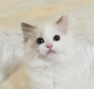ラグドール【茨城県・女の子・2020年11月15日・ブルーポイントバイカラー】の写真「お目々パッチリの女の子」