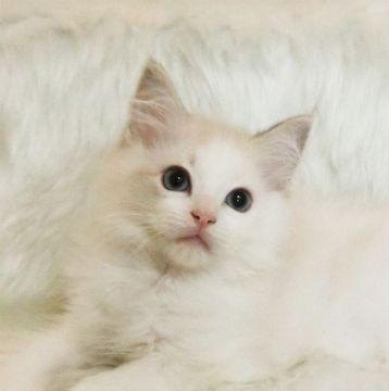 ラグドール【茨城県・女の子・2020年3月25日・ブルーリンクスポイントバイカラー】の写真「大きなお目々の美人さん♪」