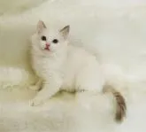 ラグドール【茨城県・男の子・2022年6月27日・ブルーポイントバイカラー】の写真2