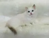 ラグドール【茨城県・男の子・2022年6月27日・ブルーポイントバイカラー】の写真4