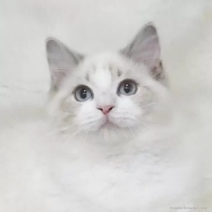 ラグドール【茨城県・女の子・2025年6月3日・シールリンクスポイントバイカラー】の写真1