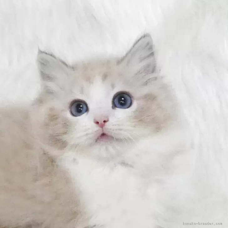 ID：2507-02113の子猫