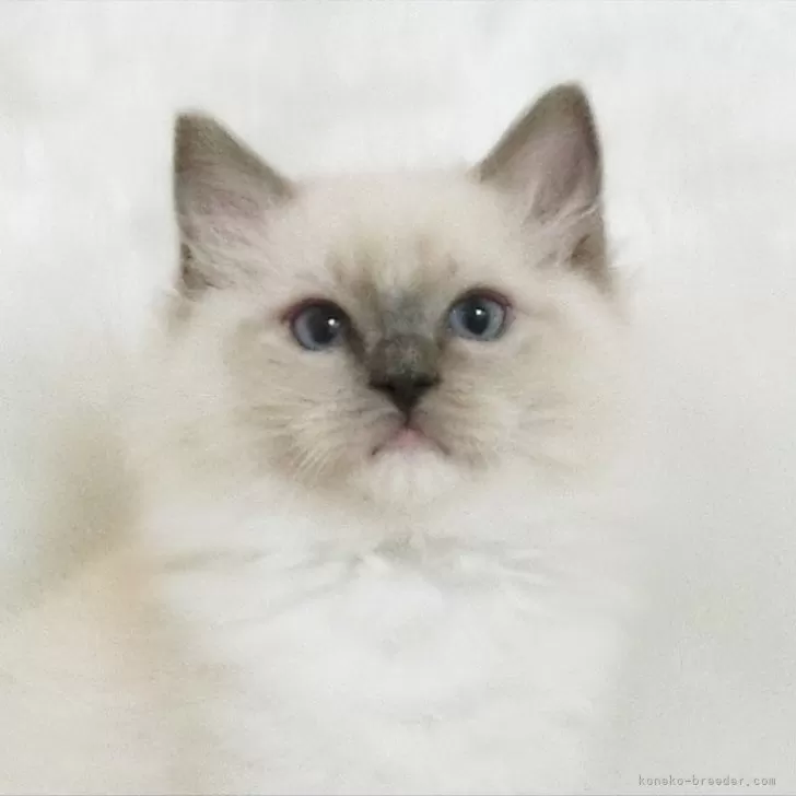 ID:2501-01965の子猫