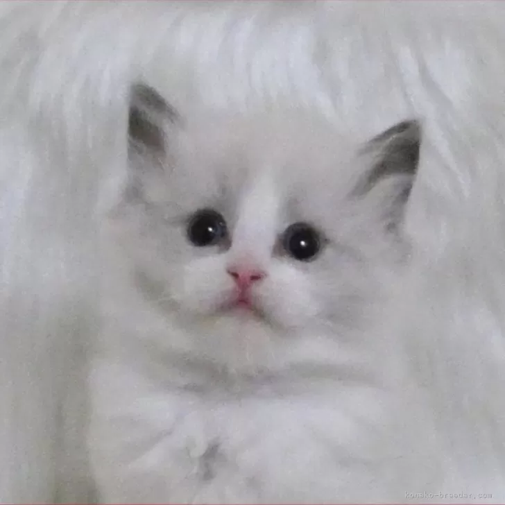 ID:2504-00692の子猫