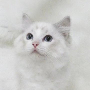 ラグドール【茨城県・女の子・2025年7月24日・シールリンクスポイントバイカラー】の写真「愛らしい女の子」
