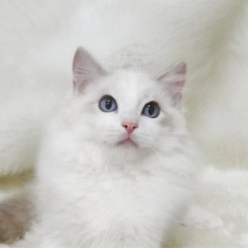 ラグドール【茨城県・男の子・2025年7月8日・ブルーリンクスポイントバイカラー】の写真「１歳までの無料生命保証付き」