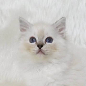 ラグドール【茨城県・女の子・2025年7月24日・シールリンクスポイントミテッド】の写真「白い手袋、ソックスが愛らしい女の子」