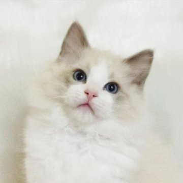 ラグドール【茨城県・男の子・2024年11月13日・ブルーポイントバイカラー】の写真「大きな男の子」