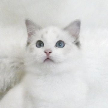 ラグドール【茨城県・女の子・2025年1月23日・シールリンクスポイントバイカラー】の写真「遺伝子検査クリア、１歳までの無料生命保証付き」