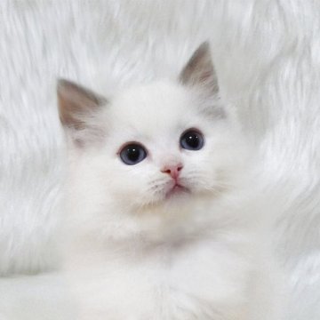 ラグドール【茨城県・女の子・2025年9月28日・ブルートーティポイントバイカラー】の写真「１歳までの無料生命保証付き、愛らしい女の子」