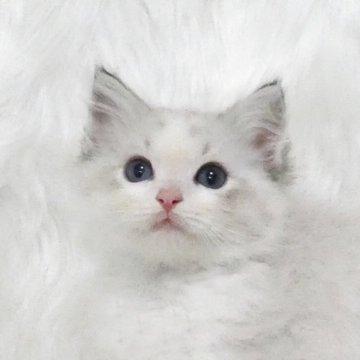 ラグドール【茨城県・男の子・2025年7月24日・シールリンクスポイントバイカラー】の写真「丸顔でキュートな男の子」